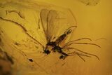 Two Fossil Flies (Diptera) In Baltic Amber #109469-2